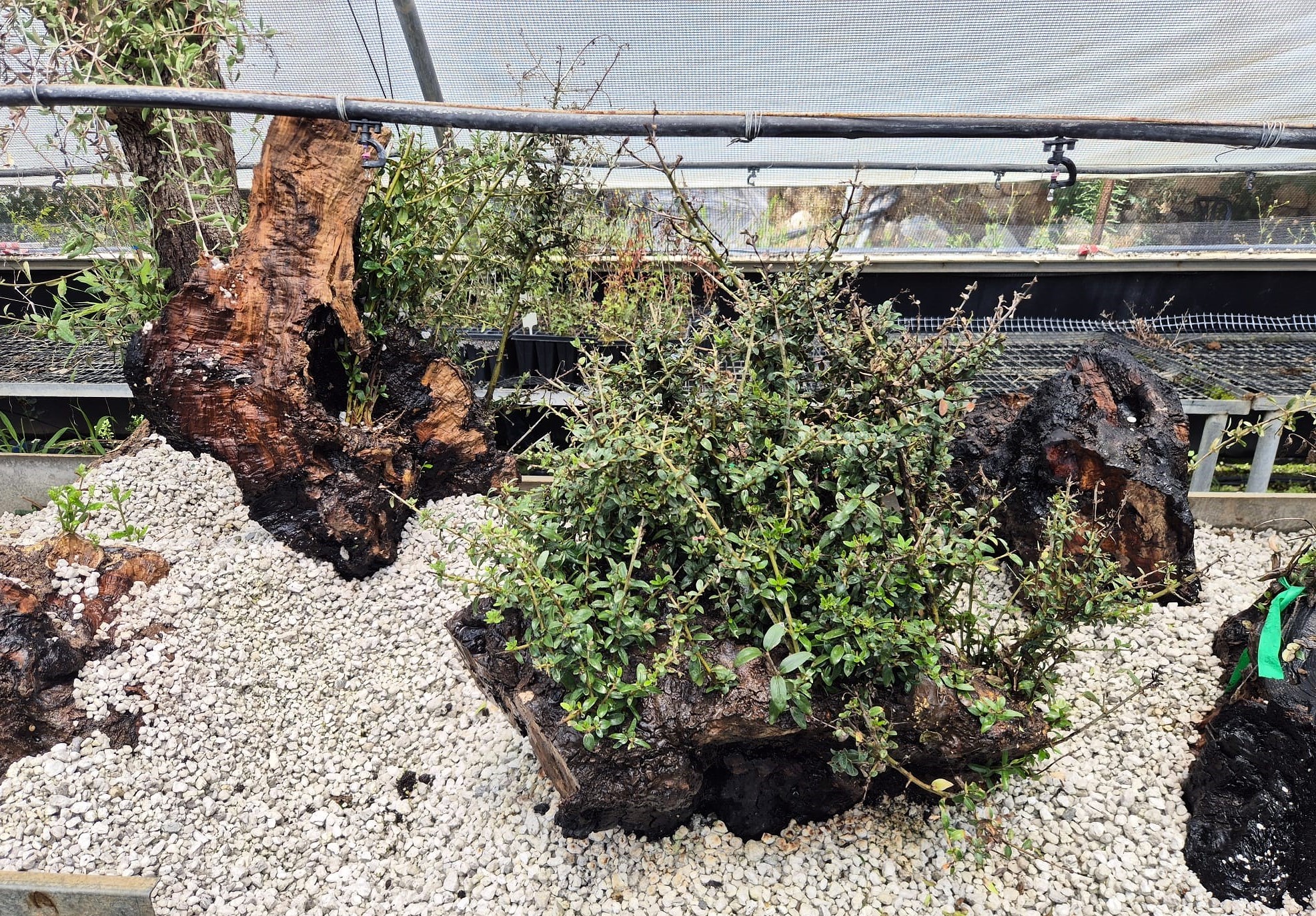 Olive trees burned during a May 2025 wildfire in Ayalon Canada Park in Israel are getting a second life as bonsai trees, August 2026. Credit: Rotem Attias, KKL-JNF.
