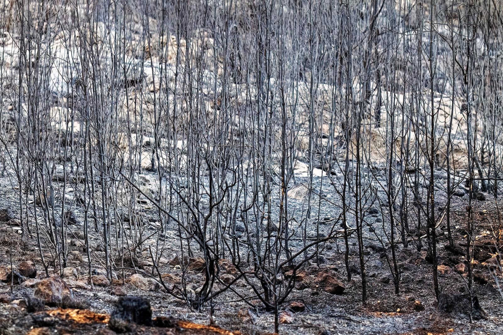 Ayalon Canada Park in Israel after a wildfire fire in May 2025. Credit: Bonnie Sheinman, KKL-JNF Photo Archive.