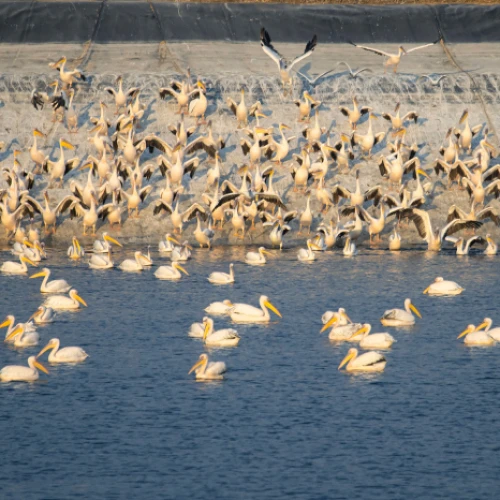 Great white pelicans at a water reservoir in the Hefer valley, north of Tel Aviv, on September 30, 2021. Photo by Moshe Shai/Flash90.