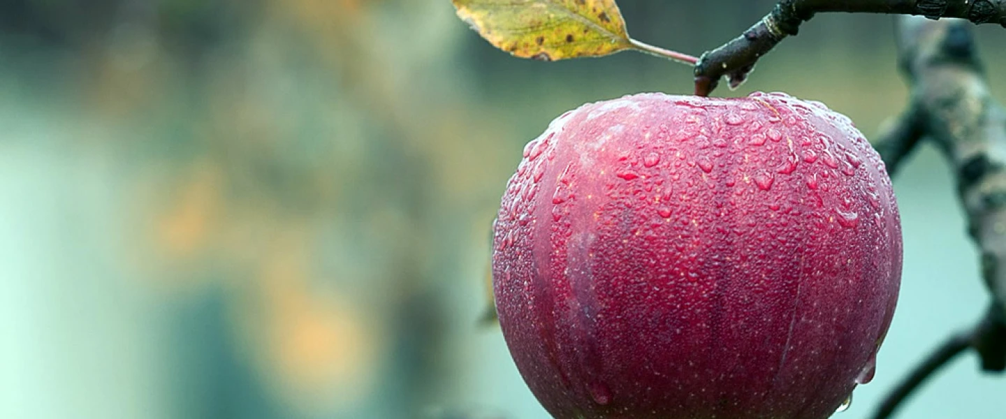 Apples in autumn. Credit: Pixabay.