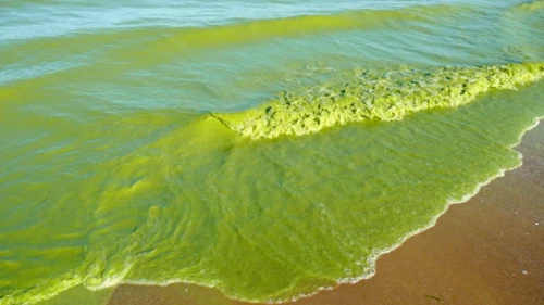 A toxic algal bloom in Lake Erie in 2009. Credit: Tom Archer/NASA.
