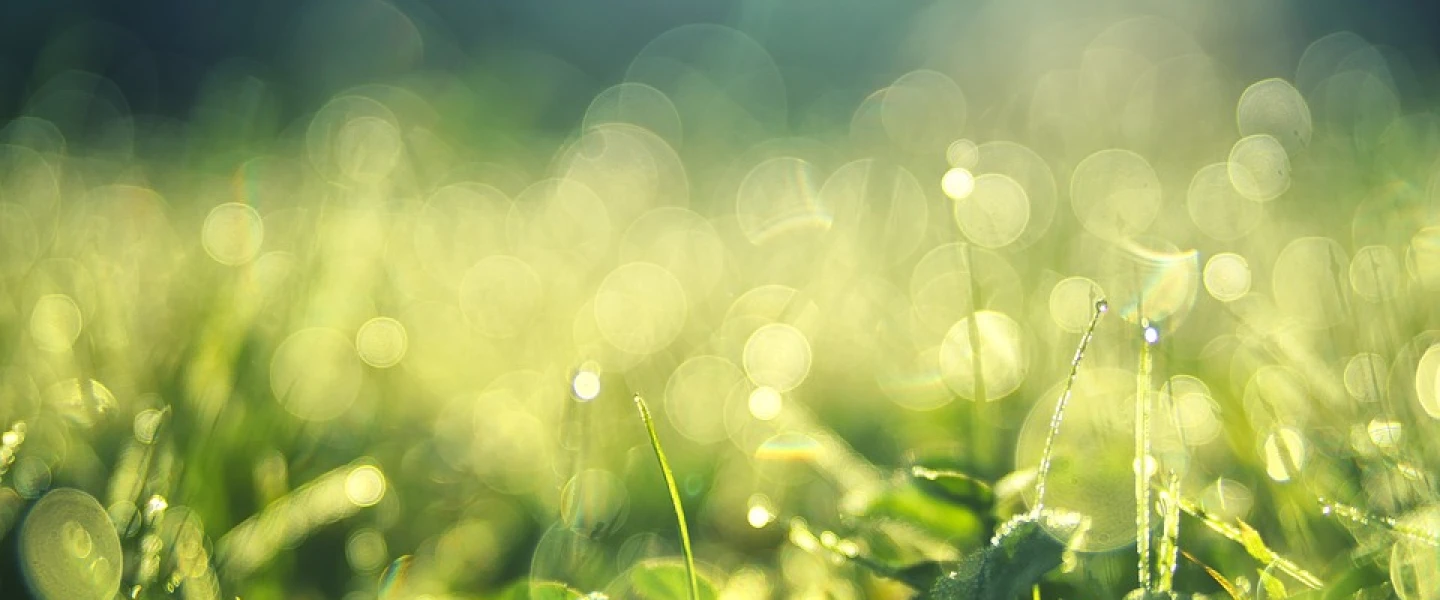 Summer morning dew. Credit: Pixabay.