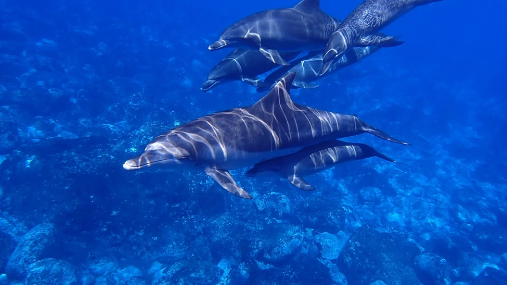 Dolphins. Credit: Pixabay.