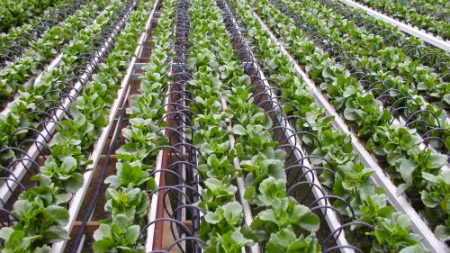 Israeli drip irrigation. Credit: Boris Shin via Wikimedia Commons.