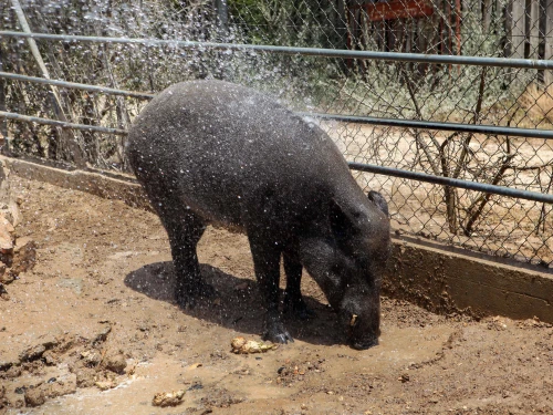 A wild boar seen during a hot day at the zoo in Beersheva, May 19, 2015. Photo by Flash90.