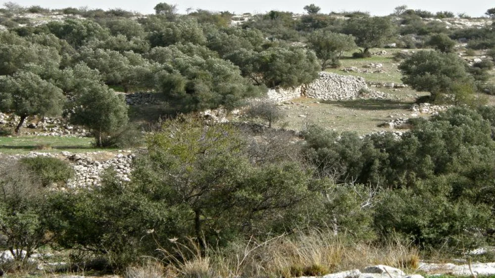 Givat Sher (Credit: Rimona Traub)