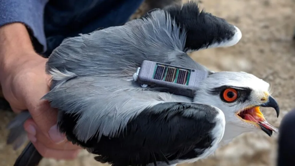 Credit: Hebrew University of Jerusalem.