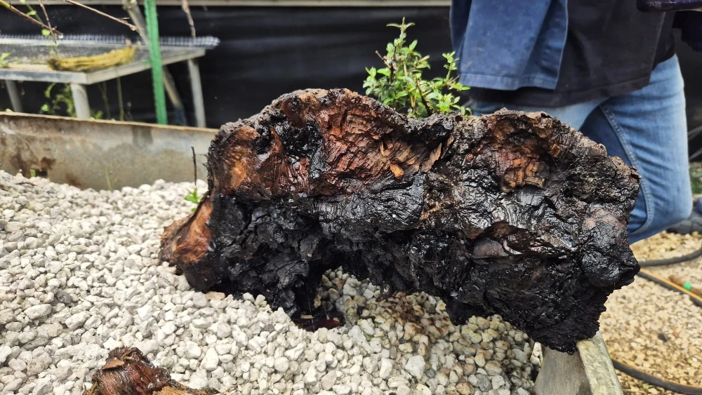 Ancient olive trees burned in Ayalon Canada Park get second life as bonsai trees