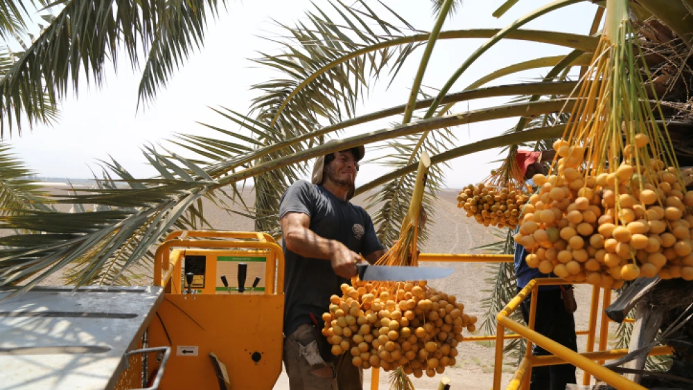 Israelis harvest dates in Kibbutz Sde Eliyahu on Sept. 7, 2020. Photo by Gershon Elinson/Flash90.