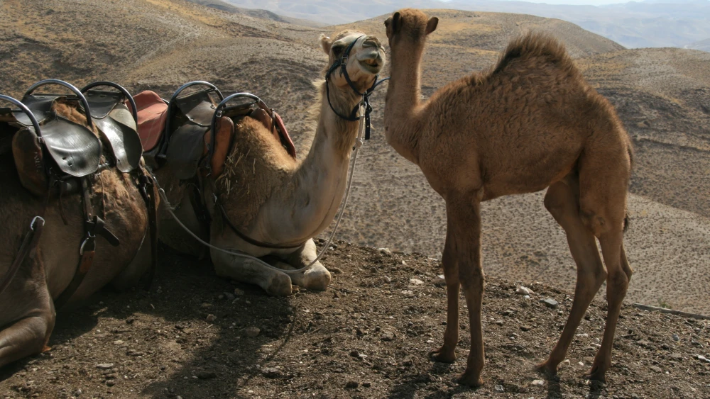 Camels in Israel. Credit: Wikimedia Commons.