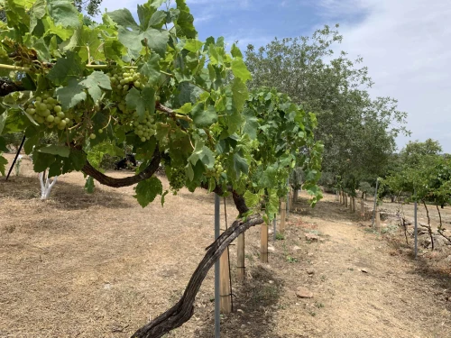 A Ramat HaNadiv vineyard that uses traditional cultivation methods. Credit: Shulamit Miller