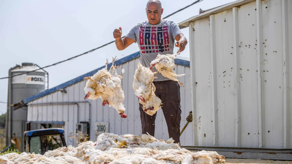 Kobi Sarmili removes chickens that died during the heat wave at a farm in Moshav Margaliot, northern Israel, Aug. 14, 2023. Photo by Ayal Margolin/Flash90.