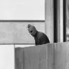 A terrorist appears with a hood over his face on the balcony of the building where members of the Olympics Israeli team were held hostage in Munich, Sept. 5, 1972. Photo credit: AP Photo/Russell McPhedran/Wikimedia Commons