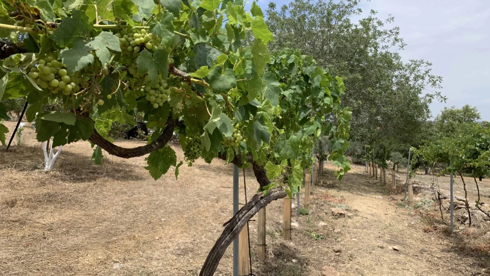 A Ramat HaNadiv vineyard that uses traditional cultivation methods. Credit: Shulamit Miller