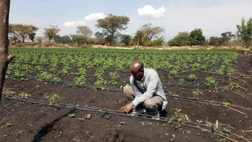 A local farmer tends to his Tikkun Olam Ventures (TOV)-supported site that has been equipped with the Israeli drip-irrigation system. Credit: JDC.