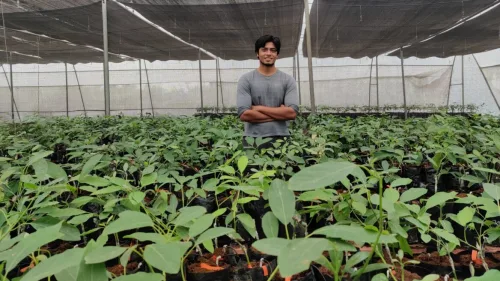 Harshit Godha in his Indo-Israel Avocado nursery. Photo by Tanmay Godha.