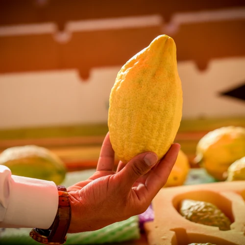 The “etrog” (citron), one of the “Four Species” or “Four Kinds,” on sale at a market in the northern Israeli city of Tzfat, ahead of the holiday of Sukkot, Oct. 10, 2019. Photo by David Cohen/Flash90.