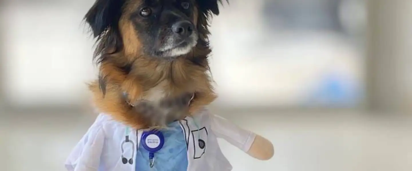 Teddy the therapy dog. Photo: Rabin Medical Center.