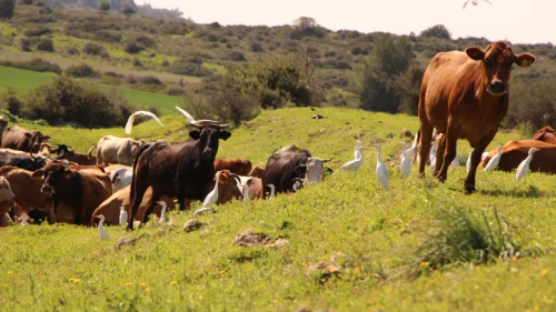 Cows graze near Nehusha Junction, Feb. 10, 2021. Photo by Gershon Elinson/Flash90