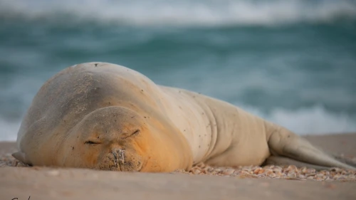 Yulia at Firing Range 24 beach in Rishon Letzion, May 29, 2023. Photo by Guy Levian/Israel Nature and Parks Authority.