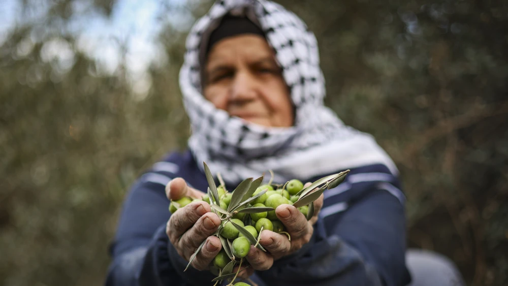 Palestinian olives