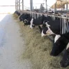 Dairy cows in a barn at the Volcani Center, the Israeli Ministry of Agriculture’s research arm, in Beit Dagan near Tel Aviv. Credit: Yehoshua Maltz/Volcani Center.