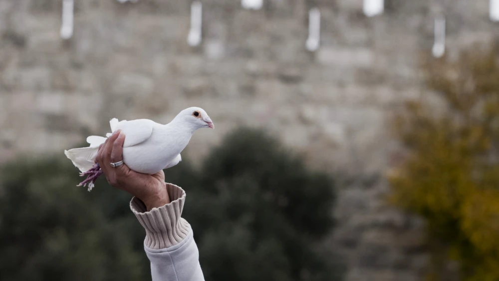 File photo: A white dove, the symbol of peace, in the backdrop of Jerusalem. Photo by David Vaaknin/Flash90.