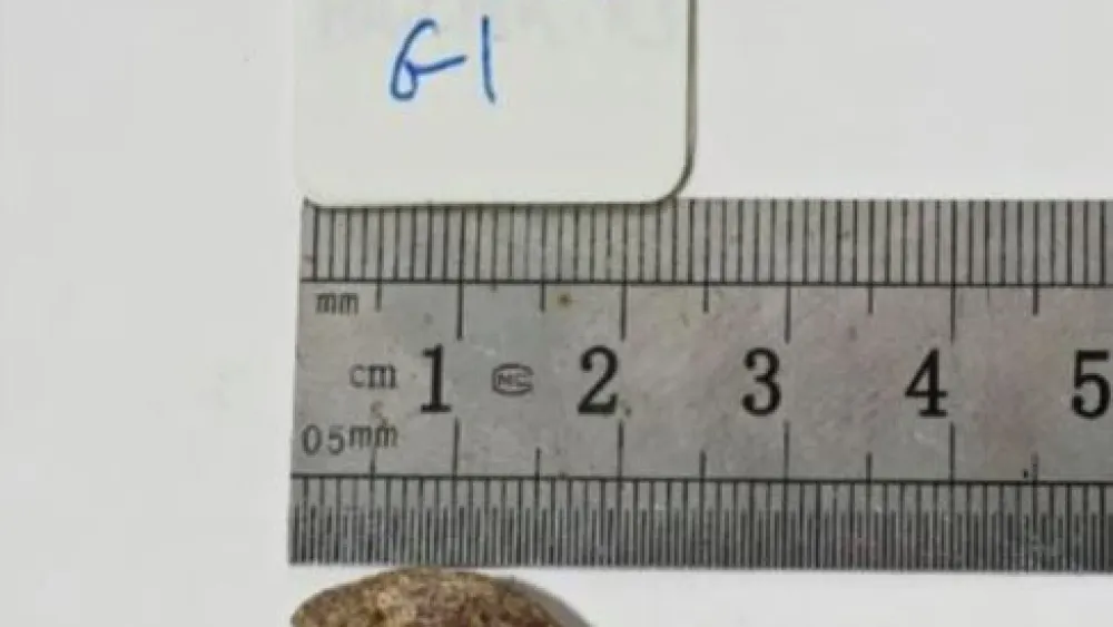 The ancient seed prior to planting. Photo courtesy of Guy Eisner.