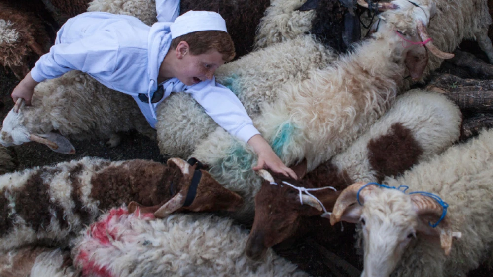 Members of the ancient Samaritan community gather to start animal sacrifices as they mark Passover at their most sacred site at Mount Gerizim in the northern Samarian city of Nablus on April 14, 2014. Photo by Itay Cohen/Flash90