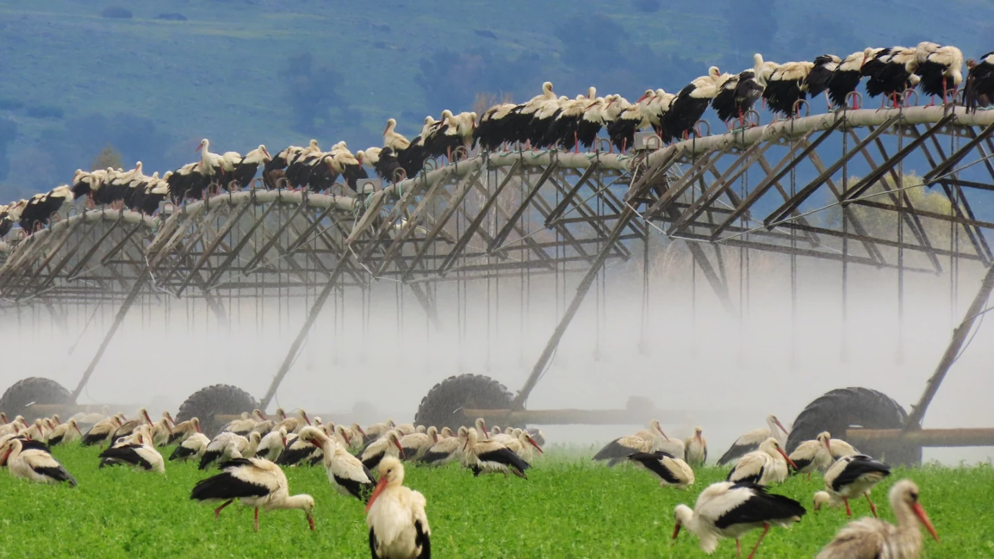 Thousands of white storks rest-stop in Galilee Panhandle - Israel ...