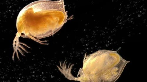 Daphnia water fleas. Credit: Tel Aviv University via TPS.