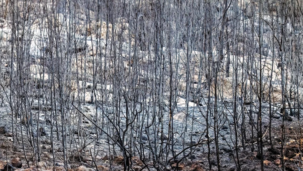 Ayalon Canada Park in Israel after a wildfire fire in May 2025. Credit: Bonnie Sheinman, KKL-JNF Photo Archive.