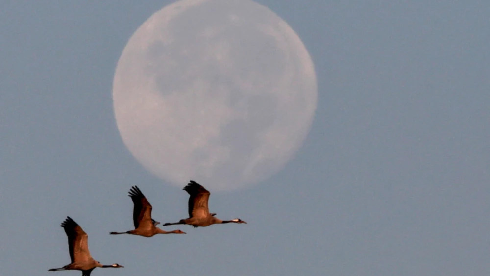 Cranes over the Hula Valley lake in northern Israel, Oct. 22, 2021. Photo by Yossi Zamir/Flash90.