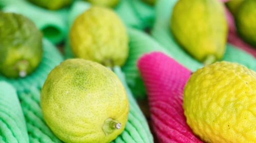 Etrogs on sale at Machane Yehuda outdoor market in Jerusalem, September 2021. Photo by Eliana Rudee.