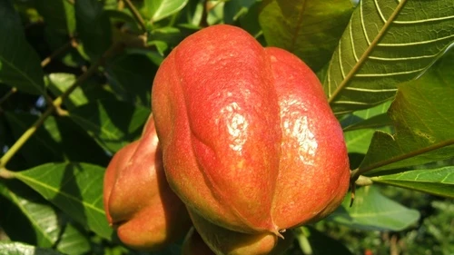 The ackee. Credit: Jerome Walker via Wikimedia Commons.