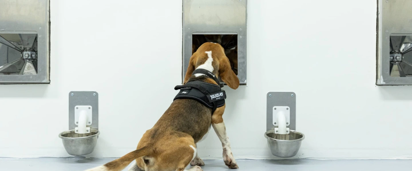 A cancer-sniffing beagle trained by the Israeli startup, SpotitEarly, 2026. Credit: SpotitEarly.,