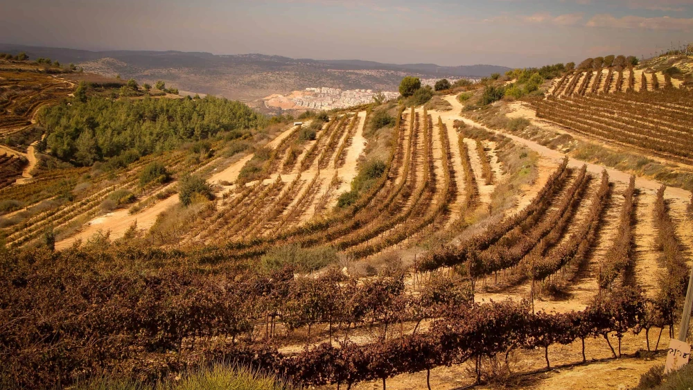 Vineyards outside the Jewish town of Alon Shvut in Gush Etzion, Judea, Nov. 24, 2020. Photo by Gershon Elinson/Flash90.