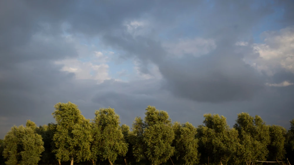 Olive trees in Kfar Baruch, a moshav in northern Israel, April 14, 2017. Photo by Lior Mizrahi/Flash90.