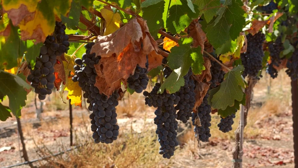Hebron-area vineyard sparks legal battle over land rights