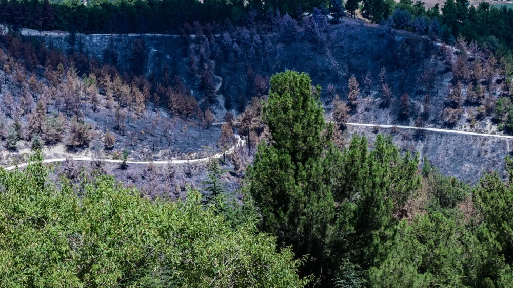 The damage caused to the Biriya Forest in northern Israel following missile attacks from Lebanon, July 10, 2024. Photo by Avshalom Sassoni/Flash90.