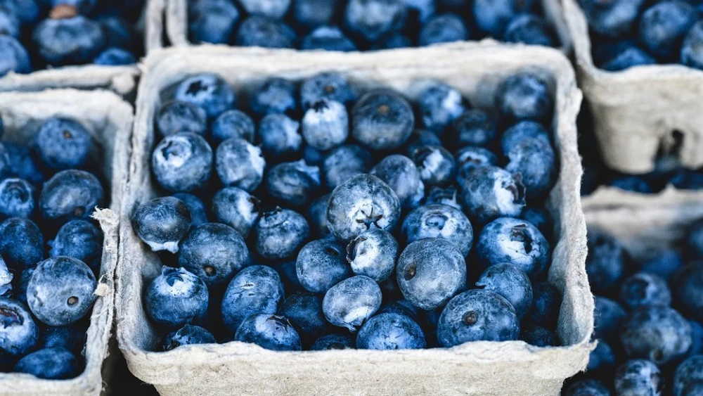 Blueberries. Credit: Pixabay.
