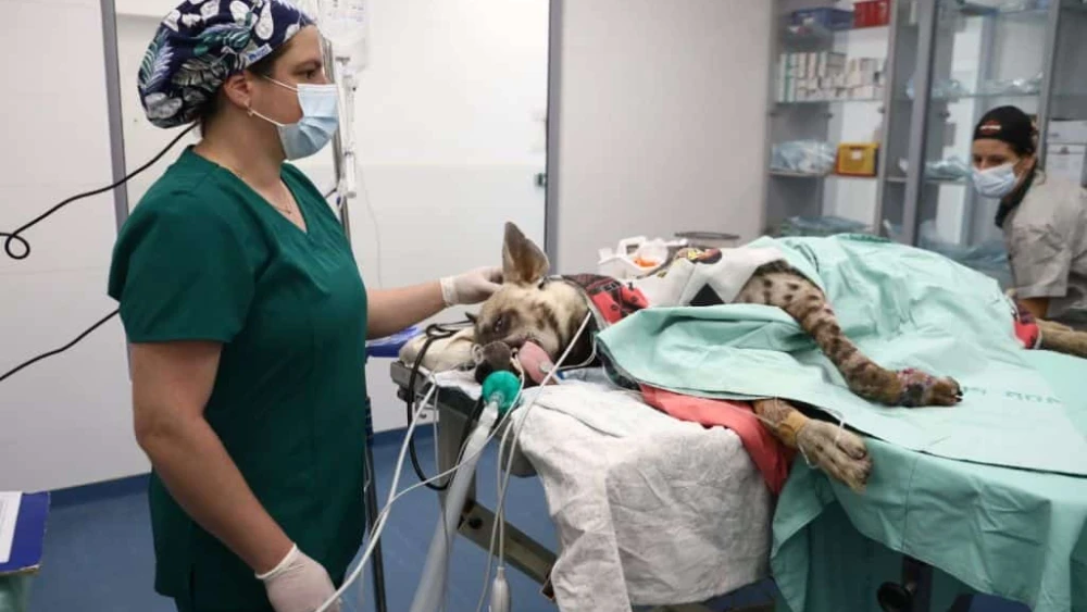 Veterinarians operate on an injured striped hyena at Israel's Wildlife Hospital in Ramat Gan, Oct. 1, 2023. Photo by Gideon Markowicz/TPS.