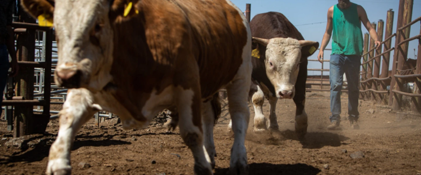 Cattle tender of various cattle farms in the Golan Heights, Northern Israel. Sept. 25, 2019. Photo by Maor Kinsbursky/Flash90.