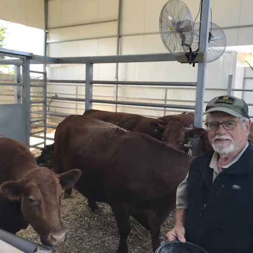 Indiana farmer Larry Borntrager tends to the red heifers in Shiloh, Samaria, on May 18, 2024. Credit: Courtesy.
