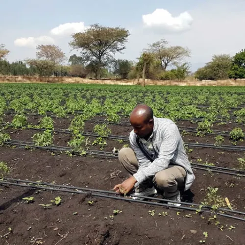 A local farmer tends to his Tikkun Olam Ventures (TOV)-supported site that has been equipped with the Israeli drip-irrigation system. Credit: JDC.