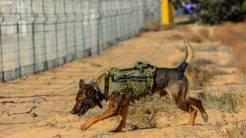 Soldiers from the IDF’s Oketz canine unit patrol in Kerem Shalom on the Gaza-Israel-Egypt border, May 18, 2022. Photo by Michael Giladi/Flash90.