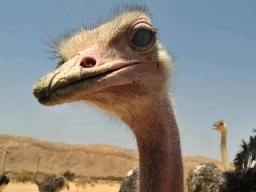 Yotvata Hai-Bar Nature Reserve