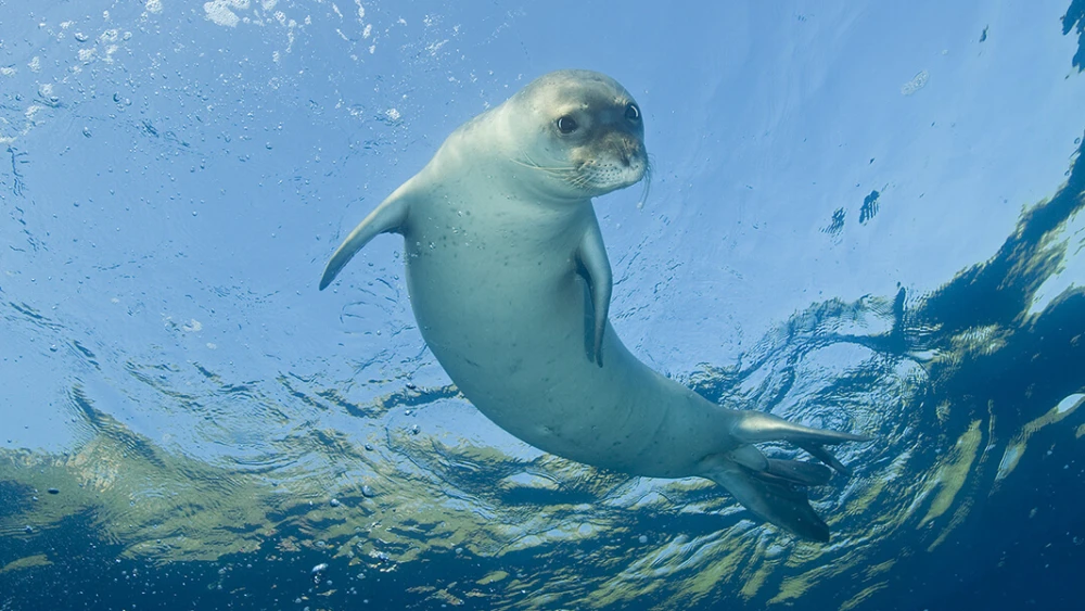 A Mediterranean monk seal, Monachus monachus, in Gokova Bay, Turkey. Credit: Shutterstock.