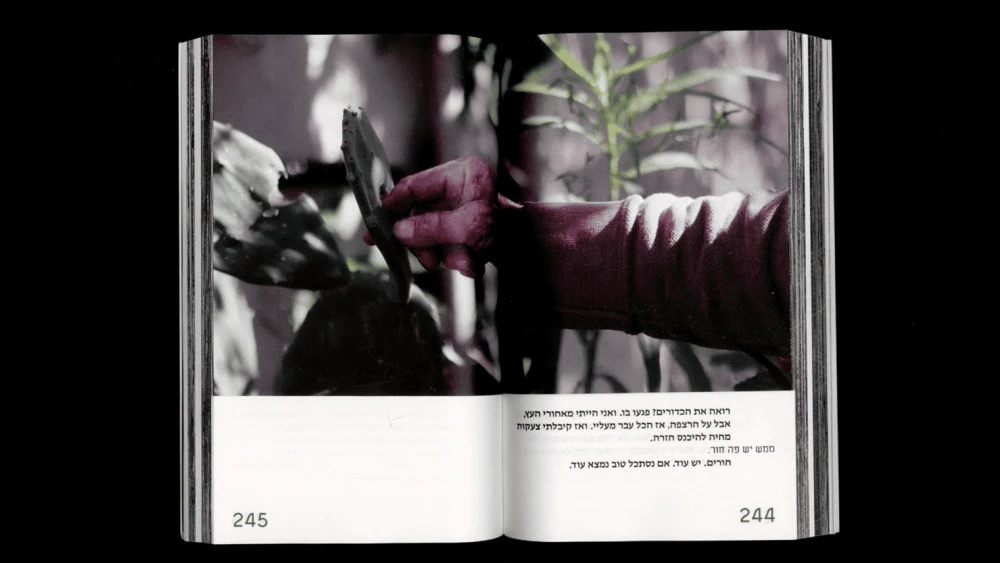 A resident of Kibbutz Nir Oz shows where a bullet ripped through a leaf during Hamas's Oct. 7 massacre. Photo by Alon Boutboul and Eden Sabach.