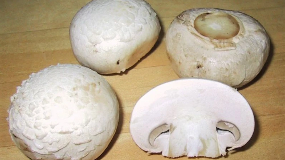 White mushrooms. Credit: Wikimedia Commons.